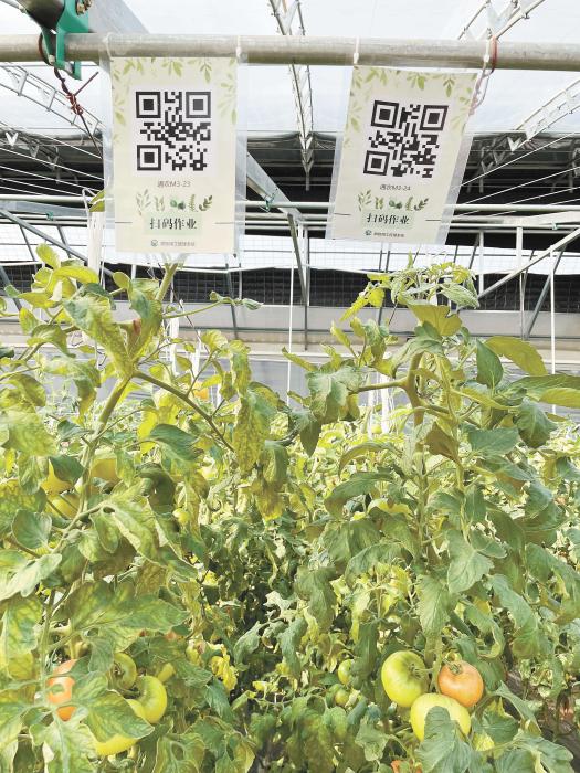 智慧大棚工人通過(guò)掃描二維碼，便可查詢當(dāng)前的作業(yè)情況。《中國(guó)新聞》報(bào) 魏寒冰 攝