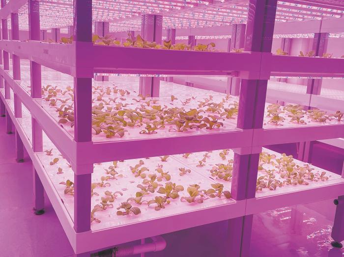 在物美植物工廠里，通過(guò)LED燈的照射，蔬菜散發(fā)勃勃生機(jī)。受訪者供圖